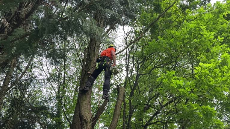 Best Emergency Tree Removal Services  in USA